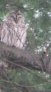 owl 1