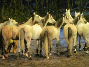 Each performance of Odysseo features over 30 horses, who often perform choreography without riders or bits. ~Photo by Elizabeth Sheeran